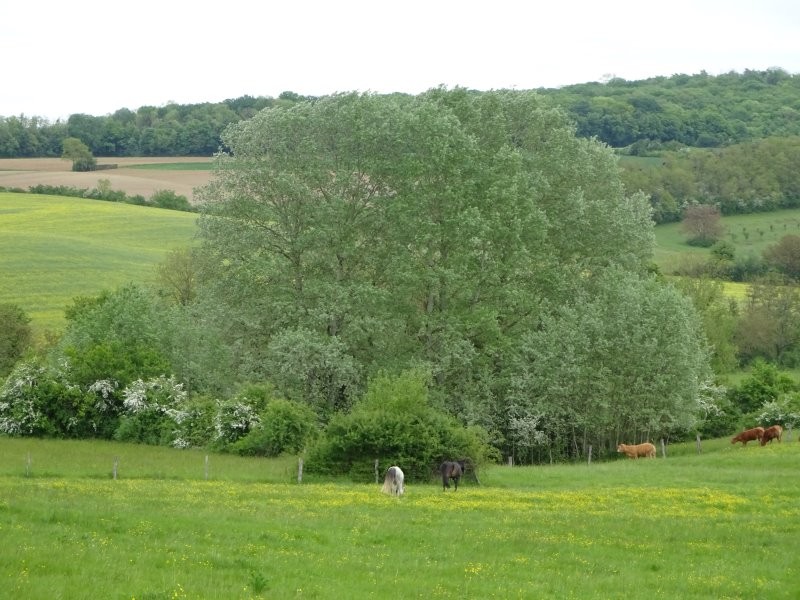 Dsc03488